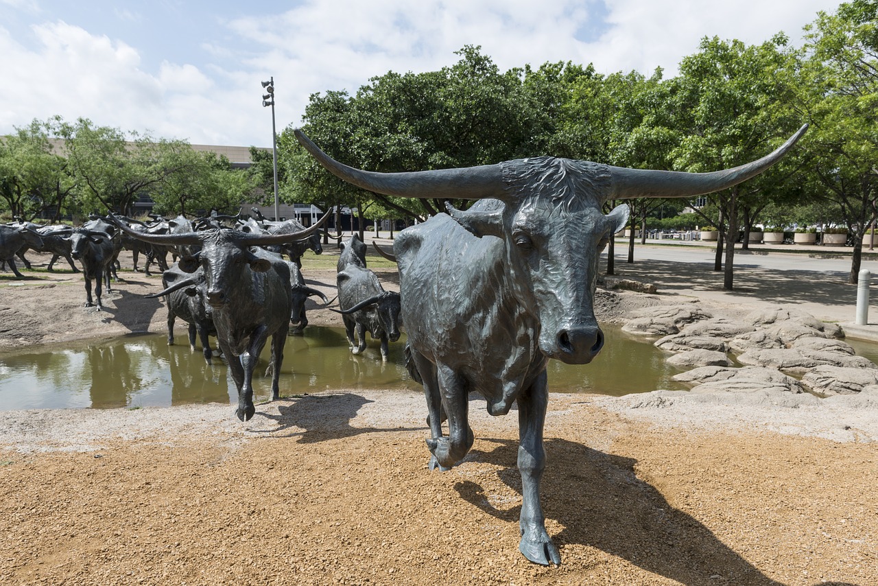 cattle bronze statues free photo