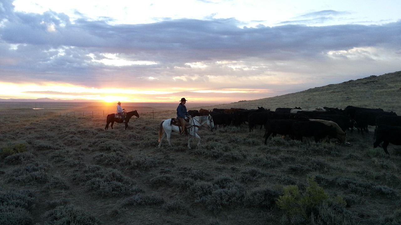 cattle yearlings steers free photo