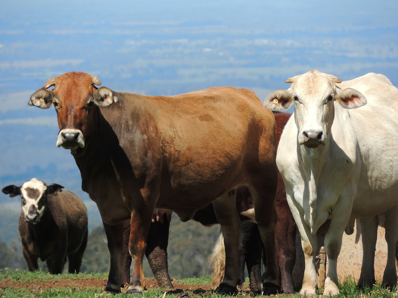 cattle landscape view free photo