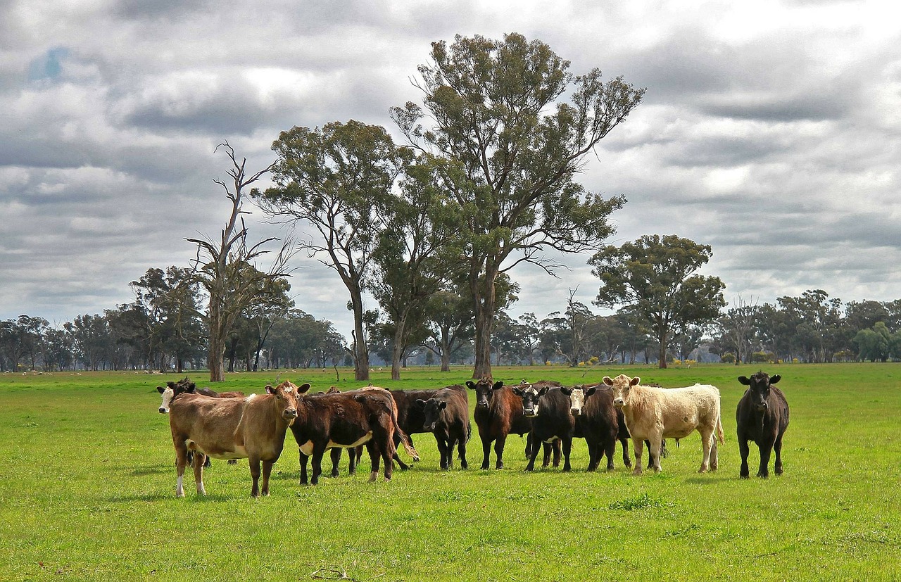 cattle australia victoria free photo