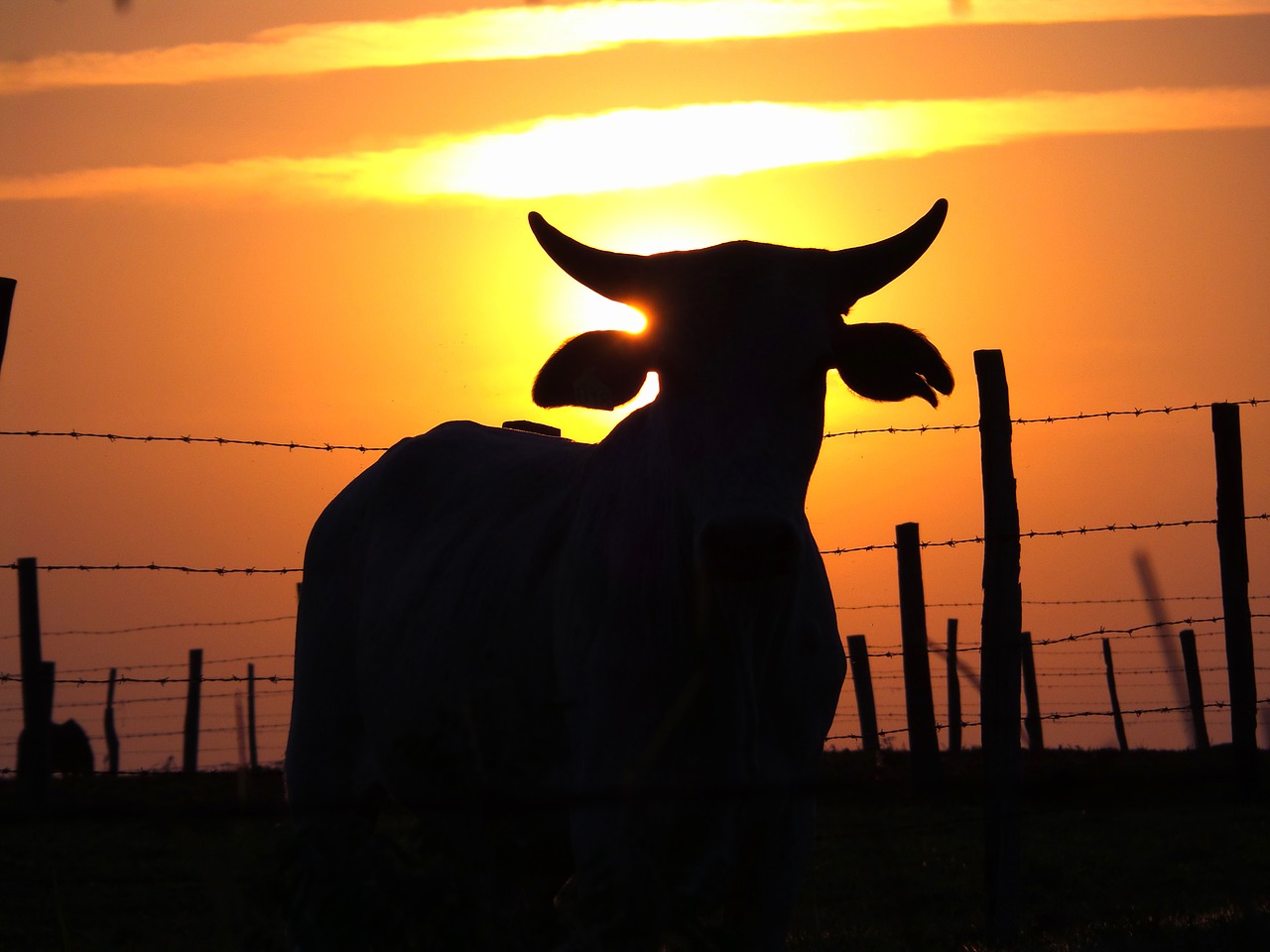 cattle boi farm free photo