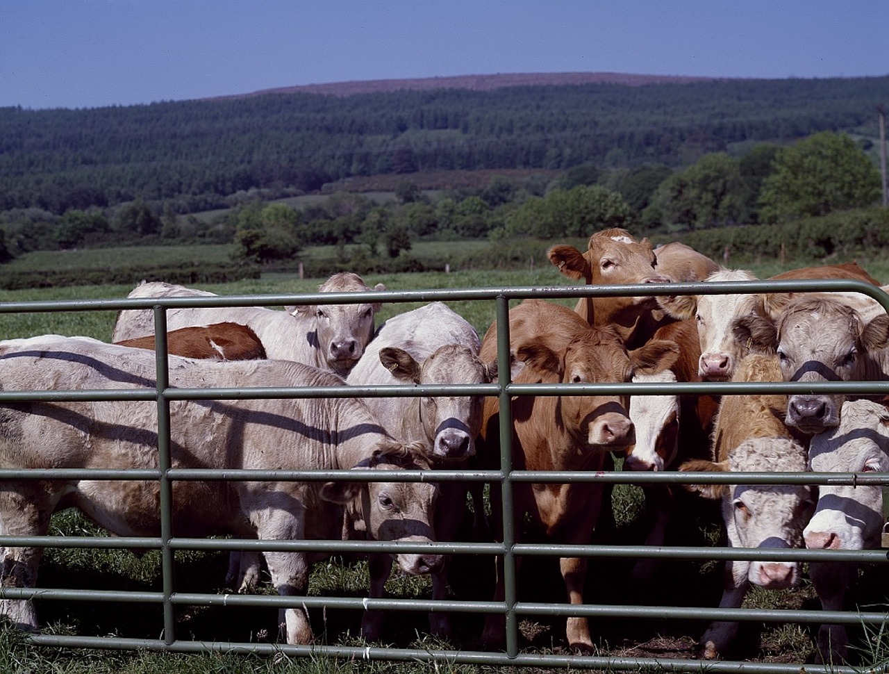 cattle gate ranch free photo