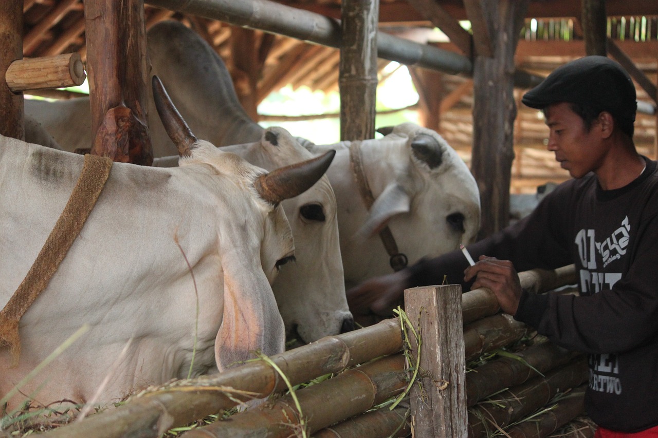 cattle cattle farmers cow java free photo