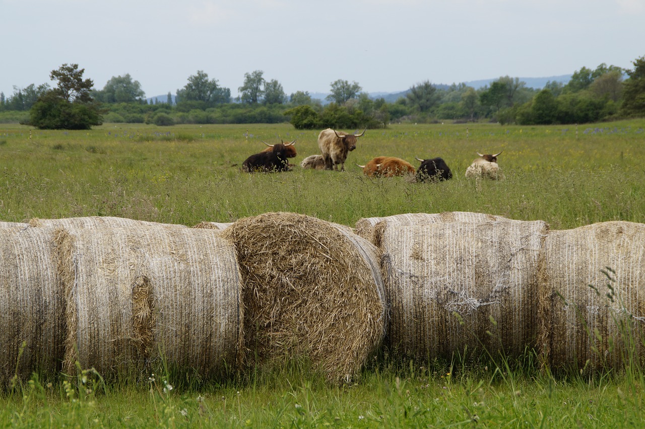 cattle hay bales hay free photo