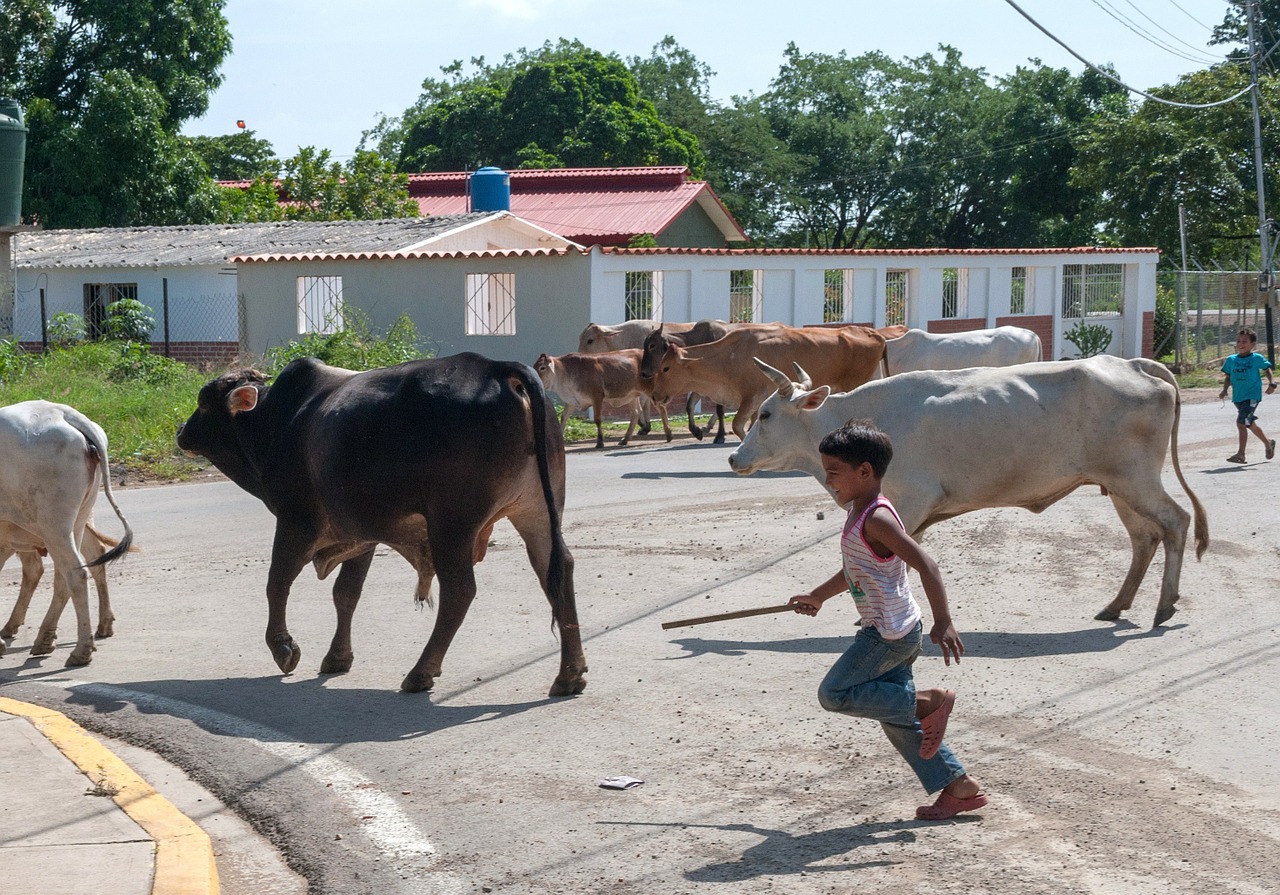 cattle boy chasing free photo