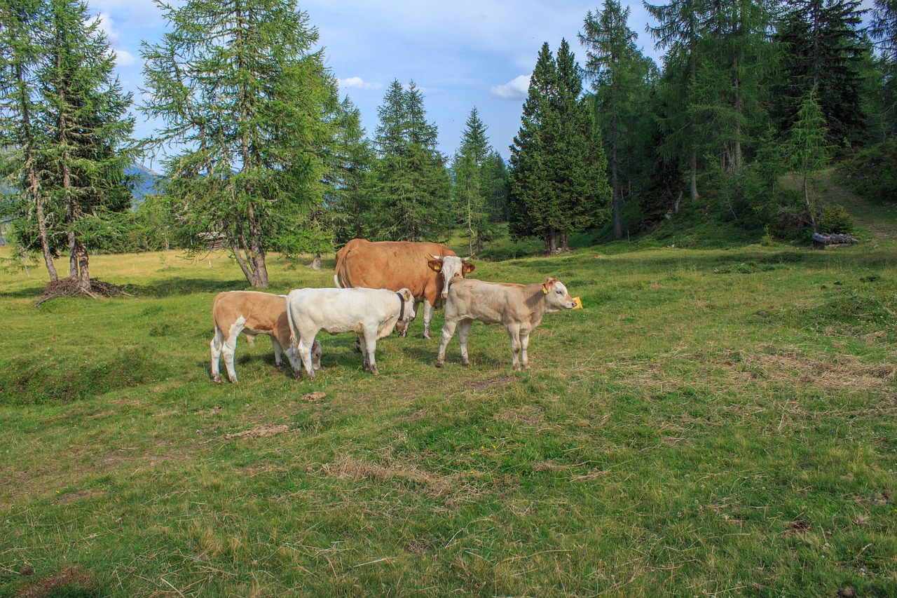 cattle cows alm free photo