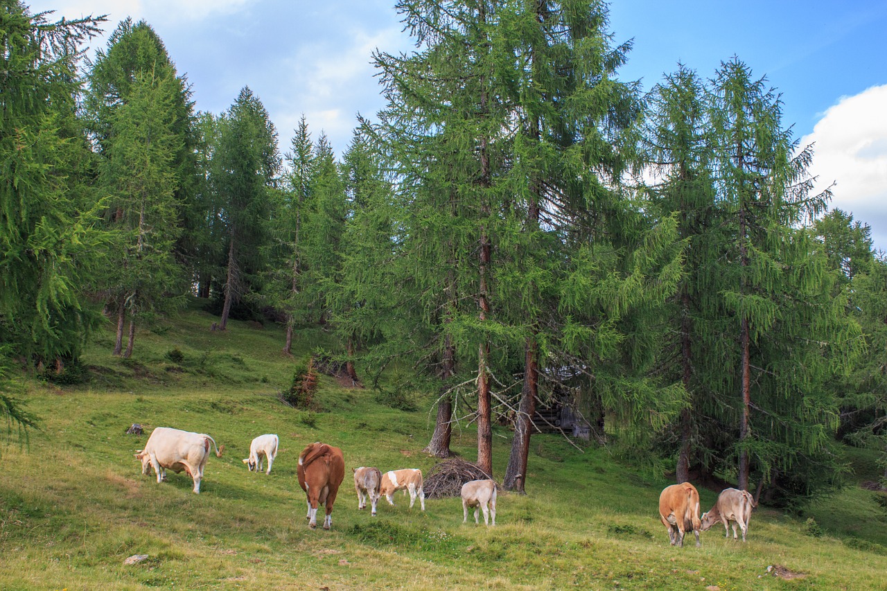 cattle cows alm free photo