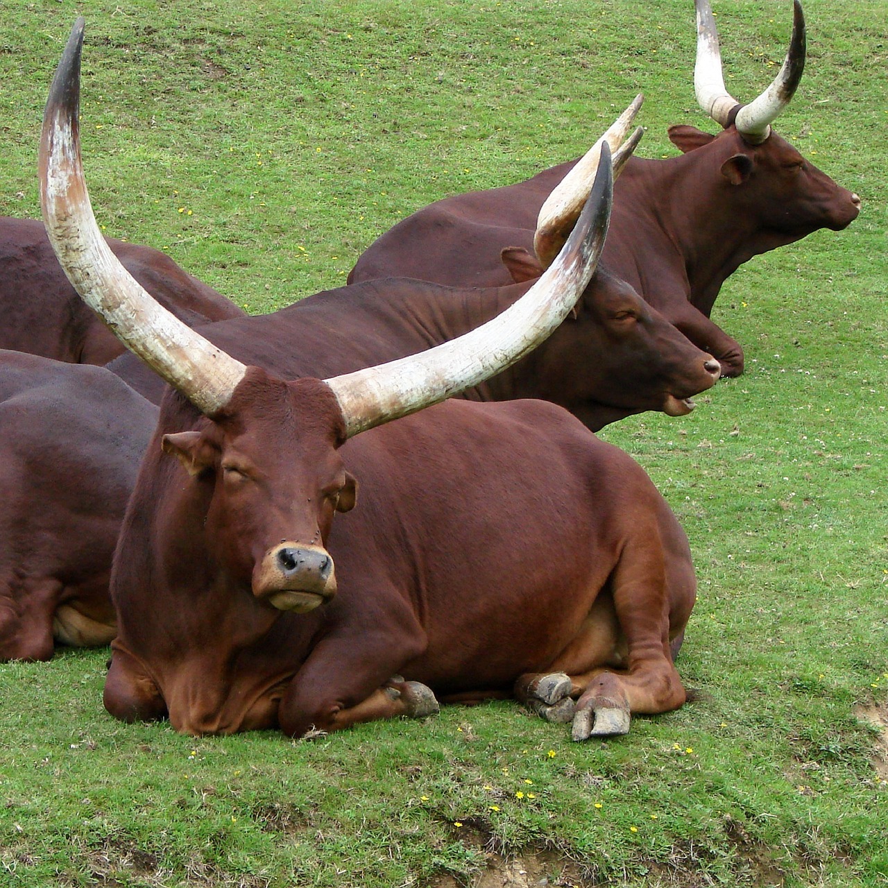 cattle ankole watusi bovine free photo
