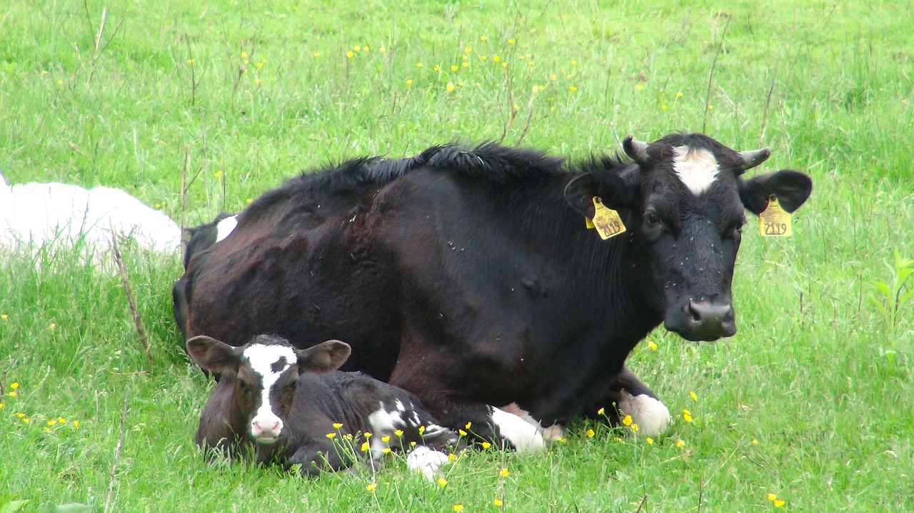 cattle meadow spring free photo