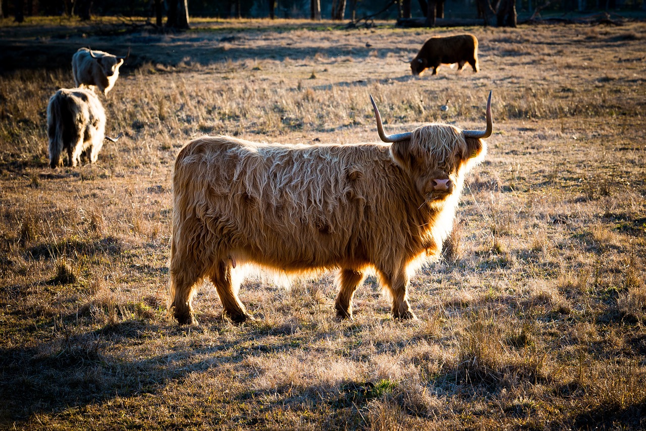 cattle cow ox free photo