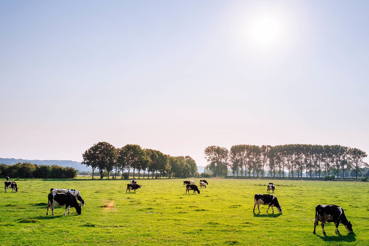 cattle pasture cow free photo