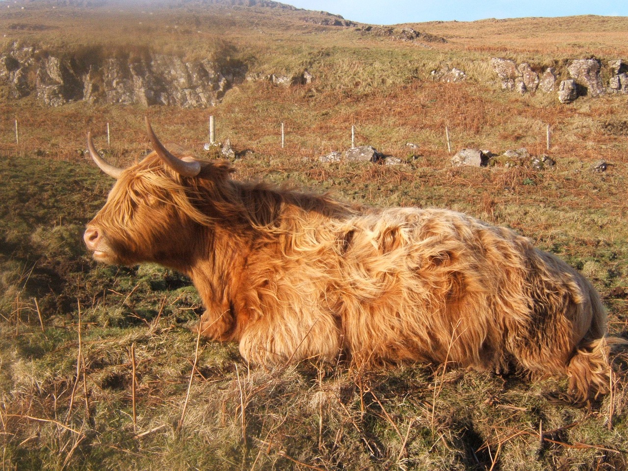 cattle rind ox free photo