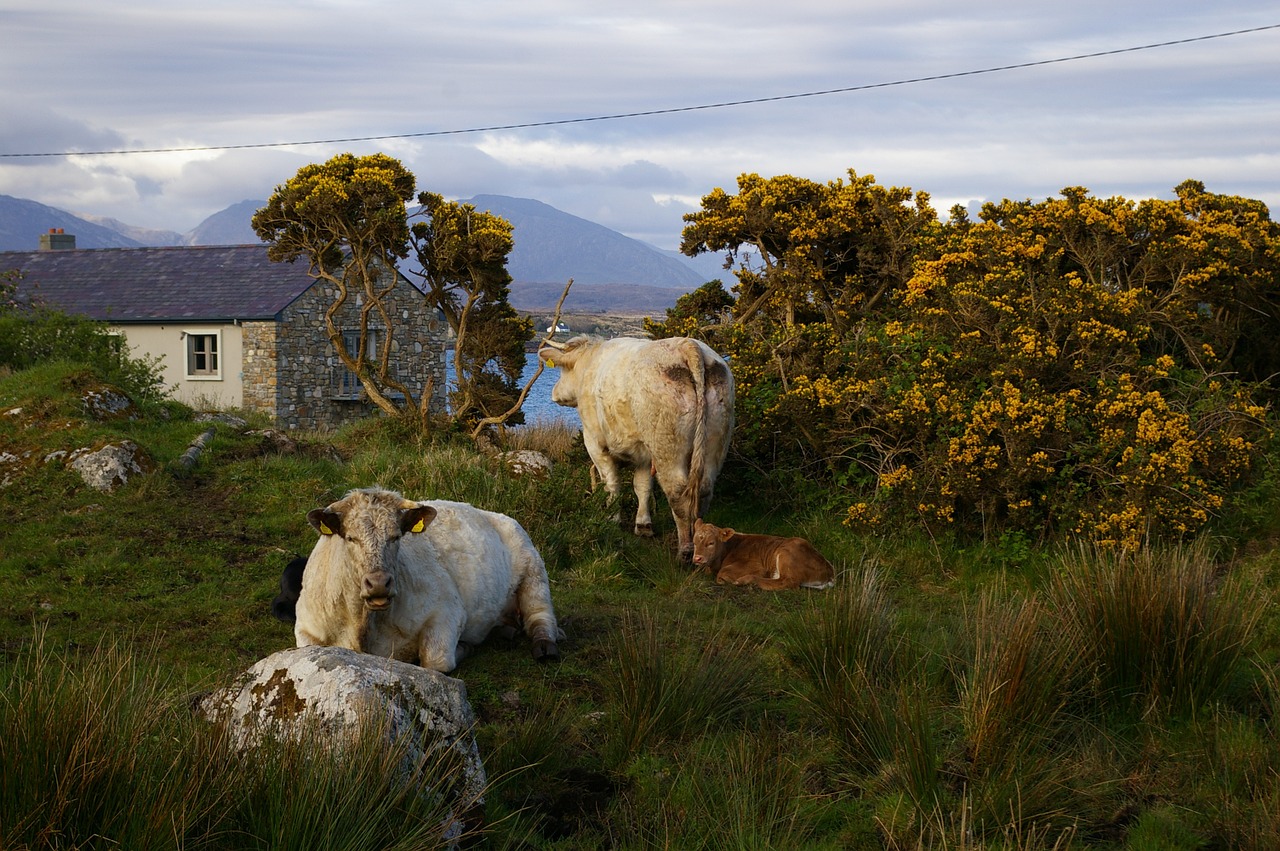 cattle ireland rural free photo