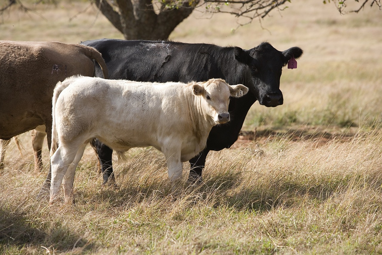 cattle agriculture rural free photo