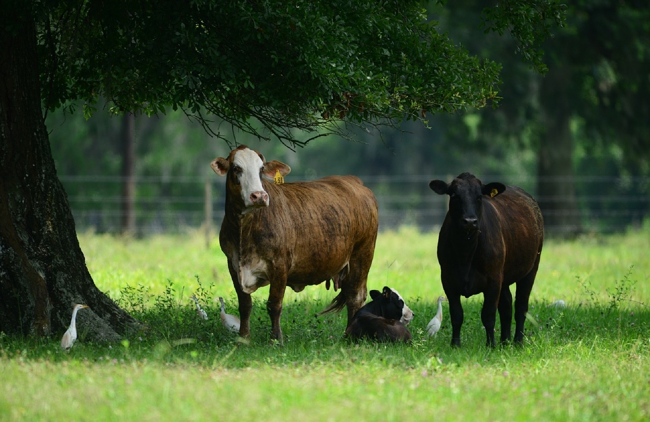 cattle agriculture rural free photo