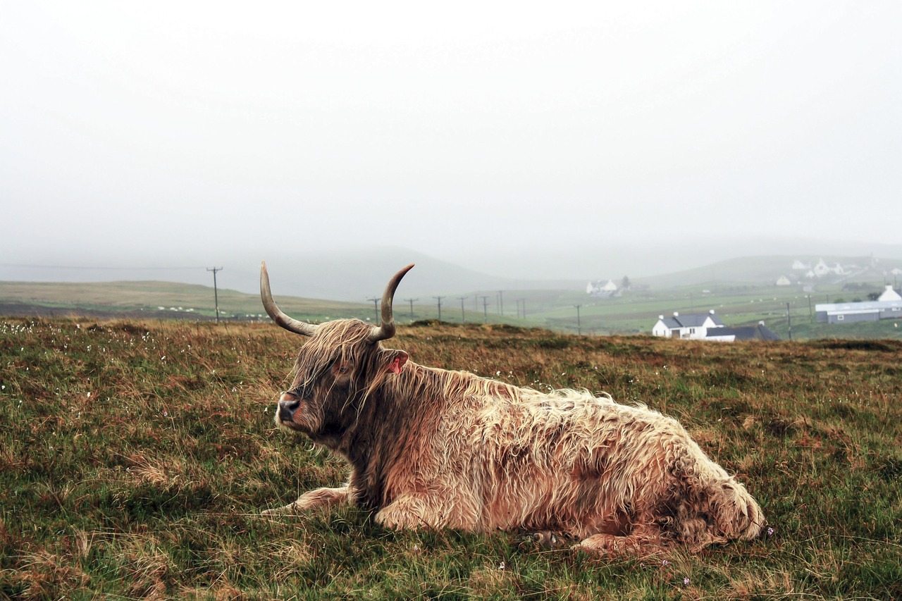 cattle ox bull free photo