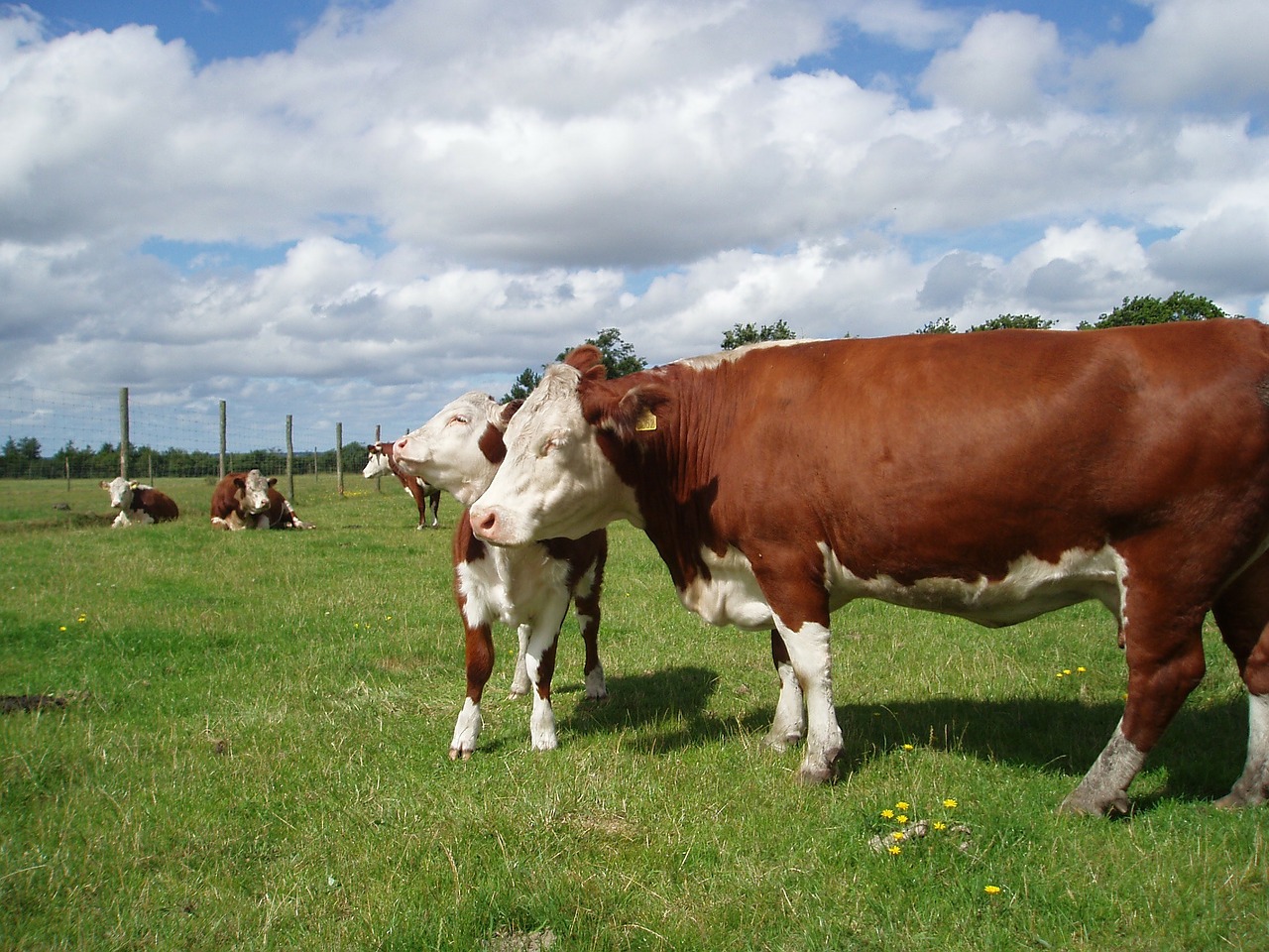 cattle hereford sky free photo