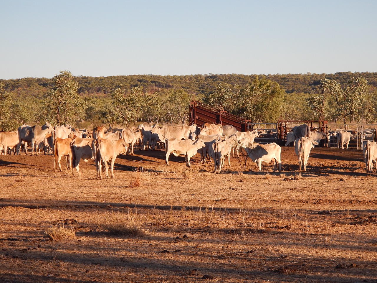 cattle bush outback free photo