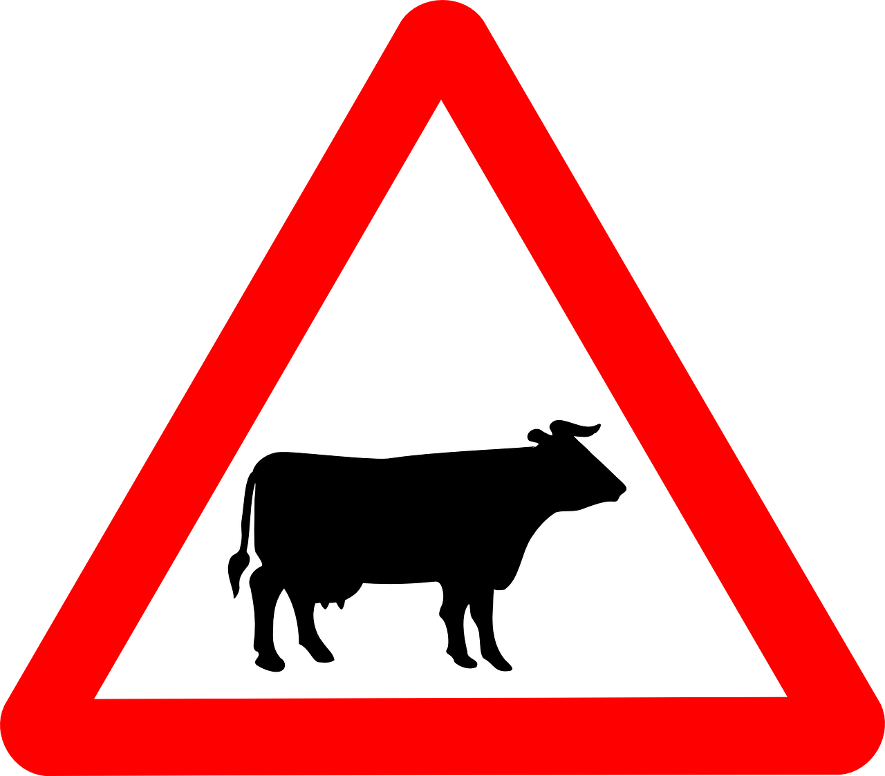 cattle crossing signs cattle free photo