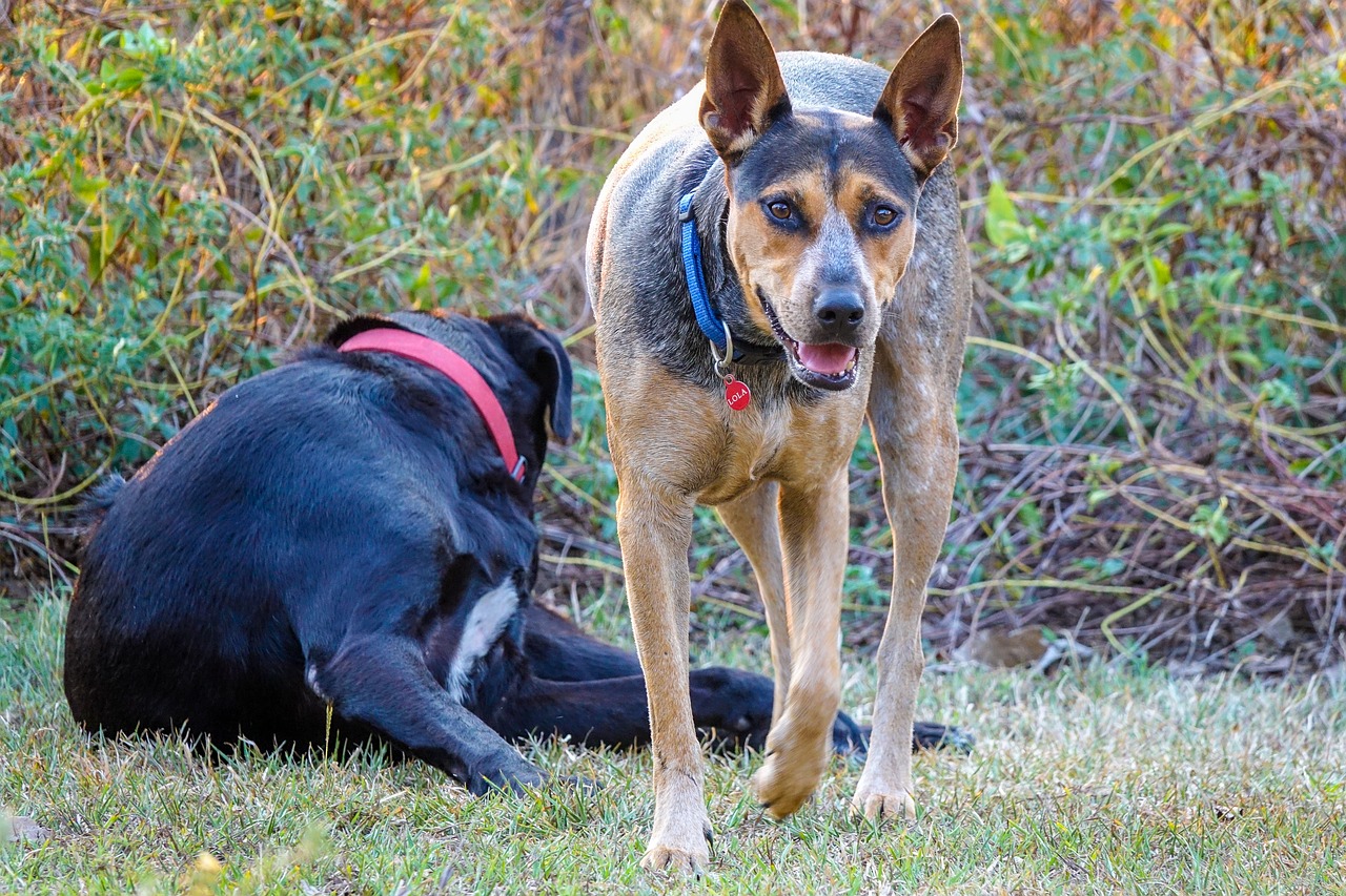 cattle dog australia kelpie free photo