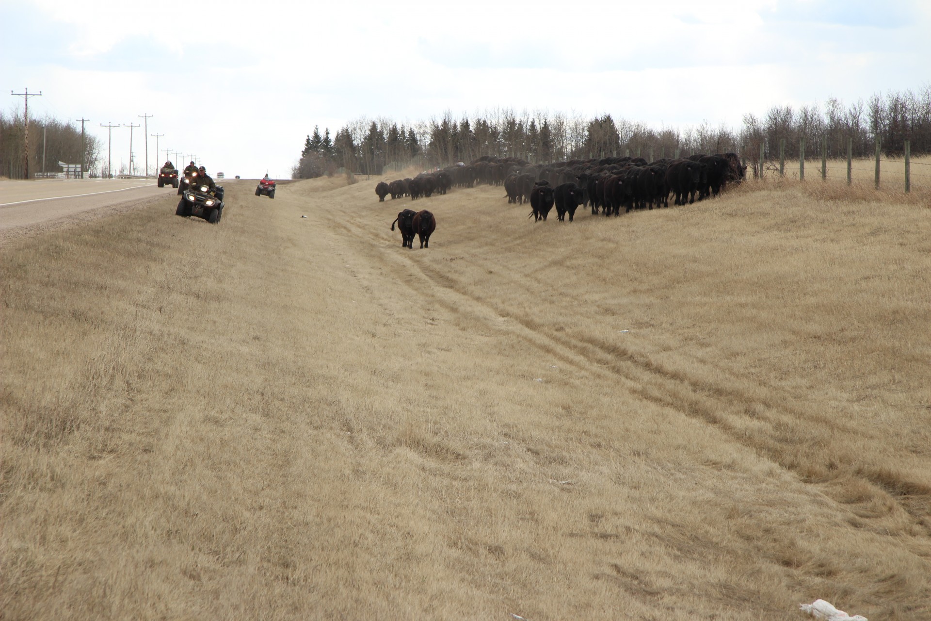 cattle drive cows free photo