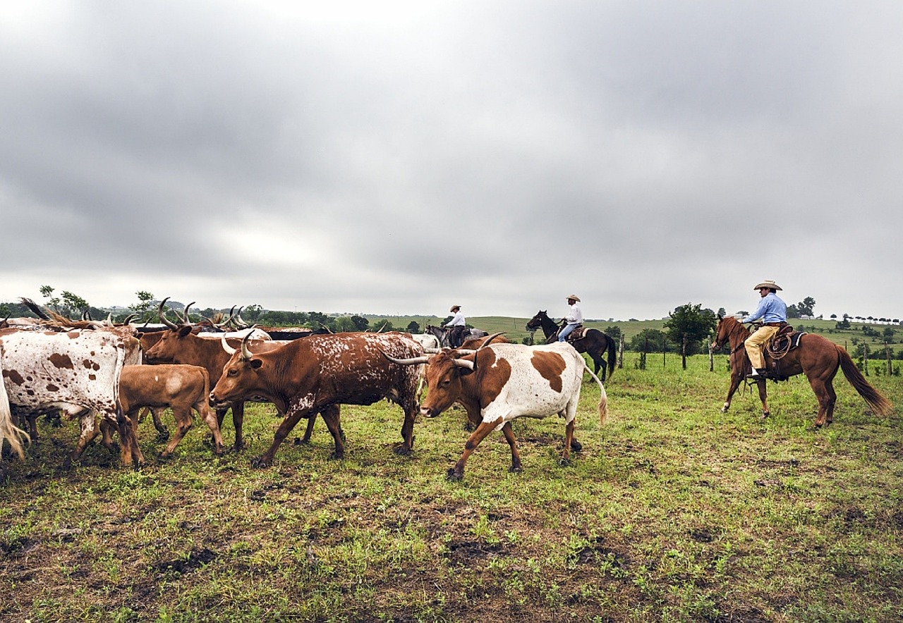 cattle drive longhorn cows free photo