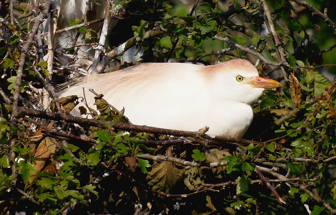 cattle egret ave animal free photo