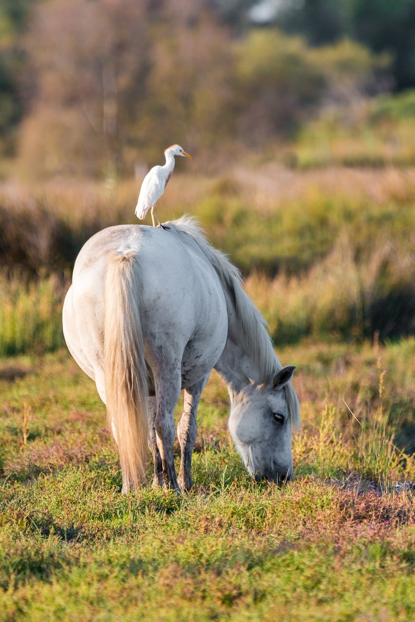 cattle egret white horse move free photo