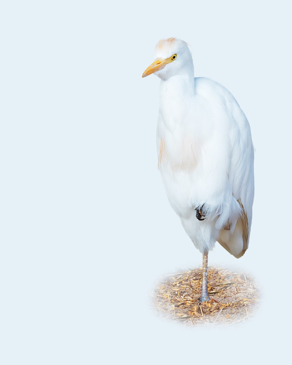 cattle egret  bird  avian free photo