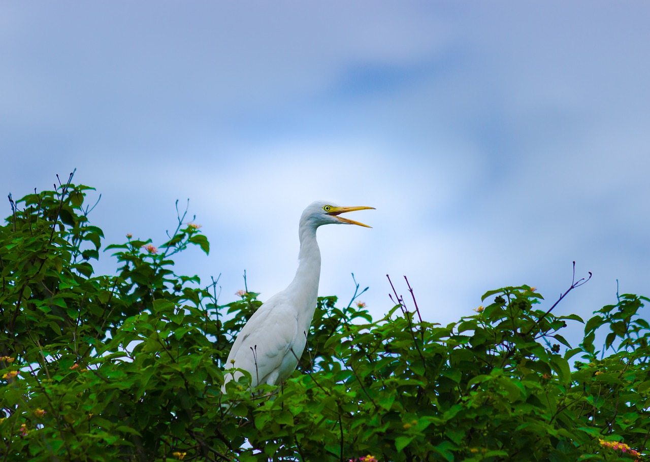 cattle egret  bird  animal free photo
