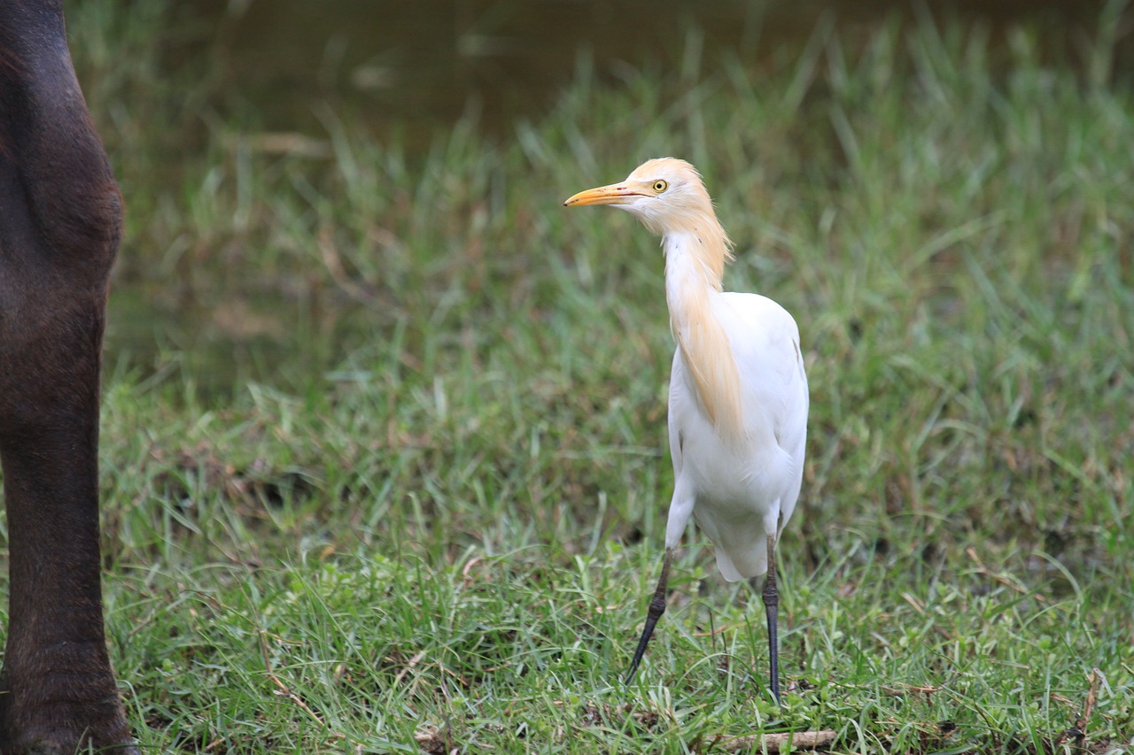 cattle egret white bird free photo