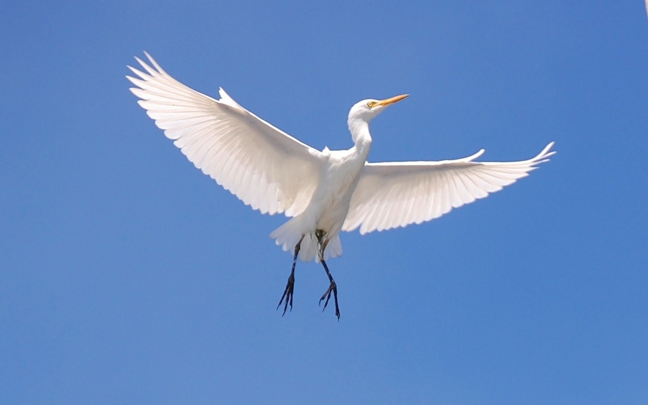 cattle egret bird sky free photo