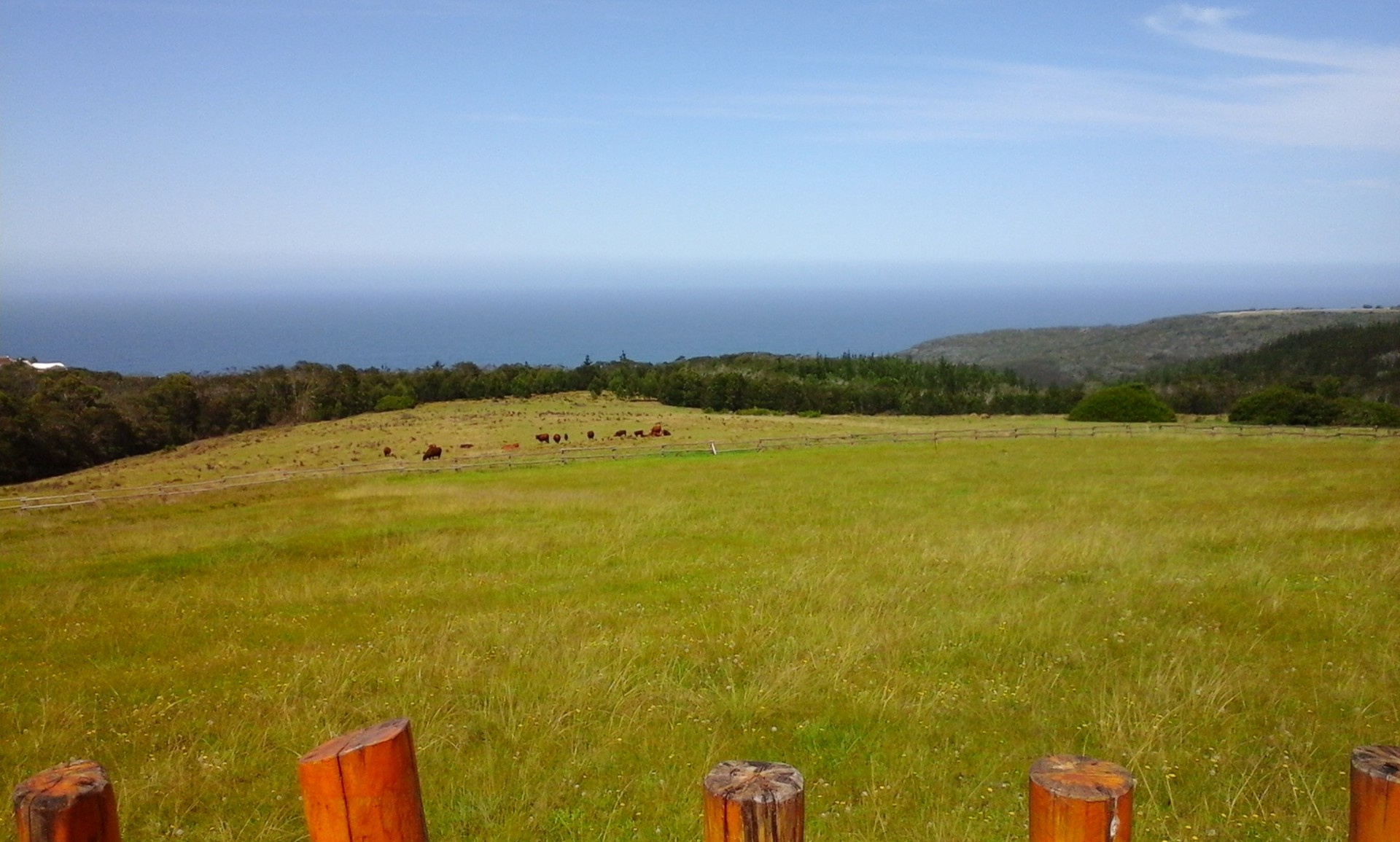 cattle trees sea free photo