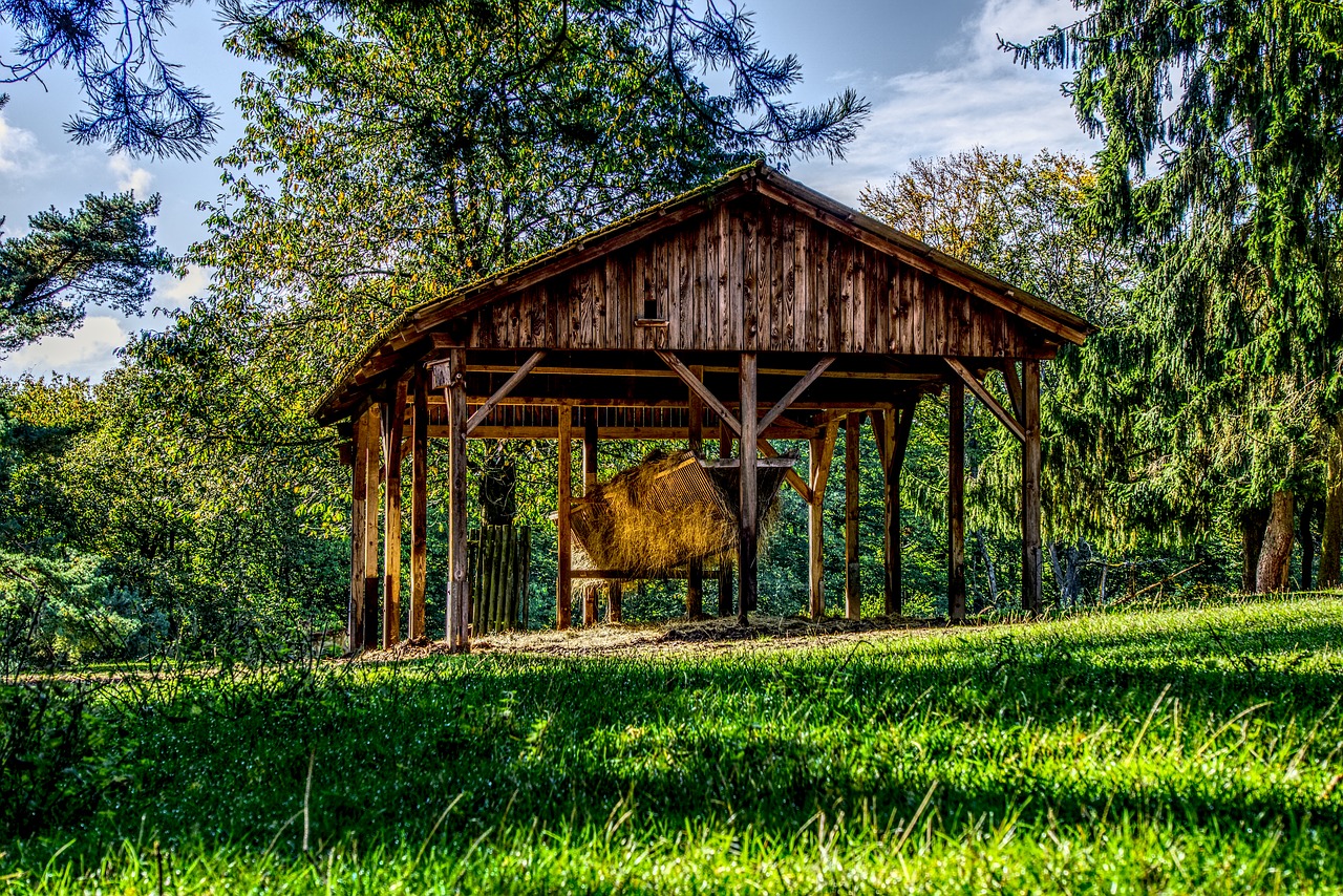 cattle feed feeding wild free photo