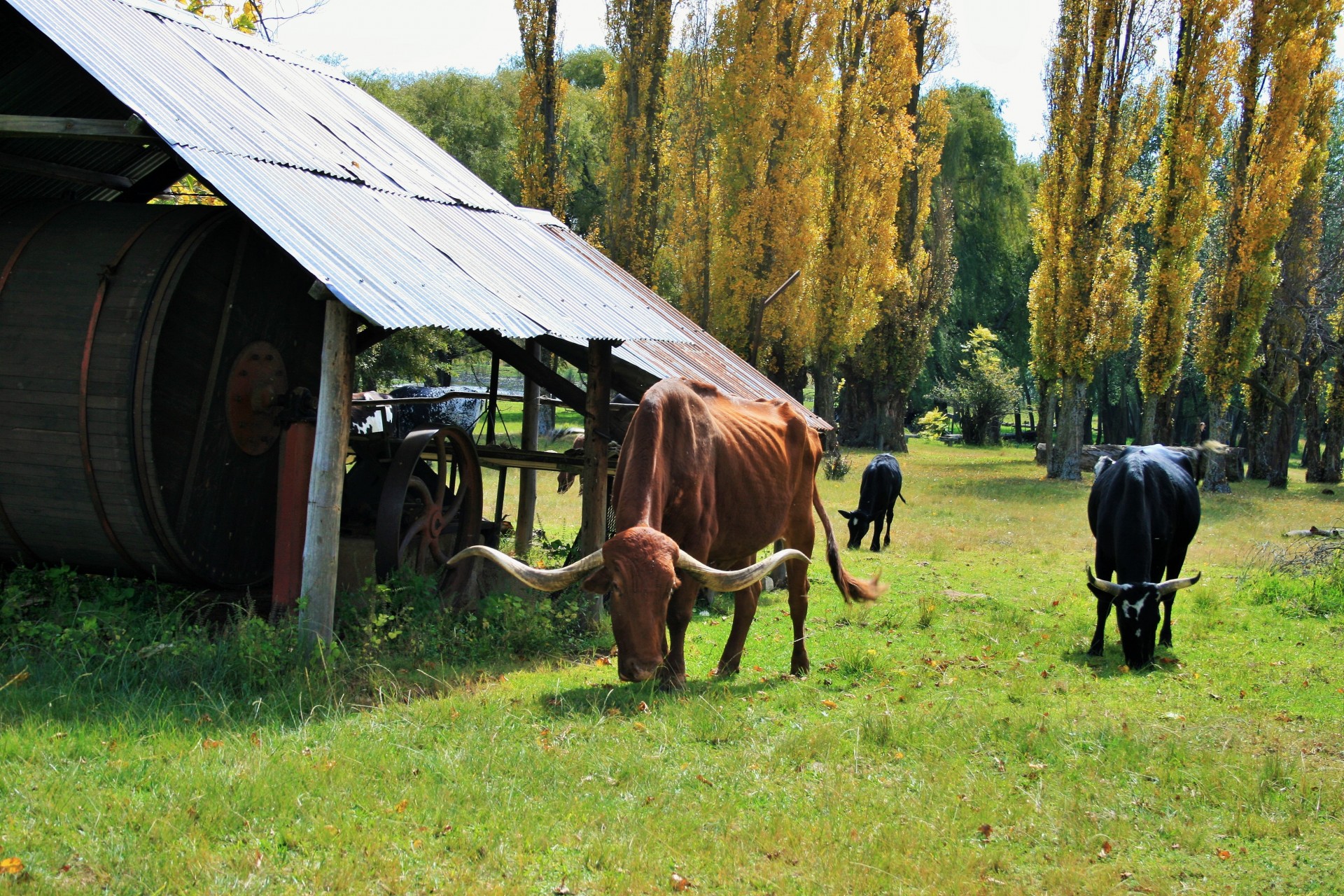 animal bovine grazing free photo