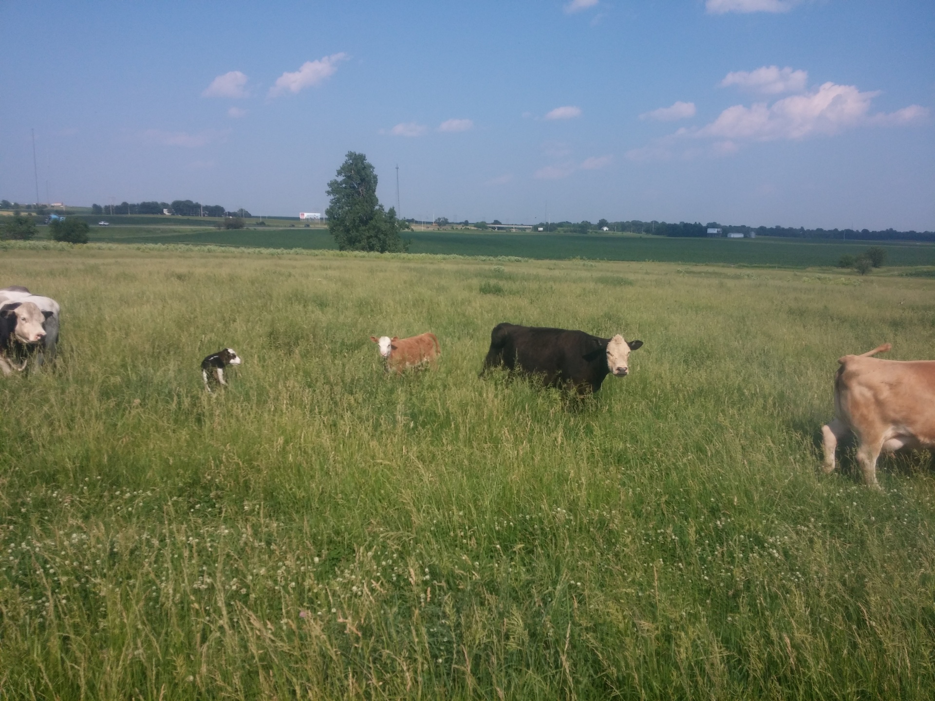 farm cattle pasture free photo