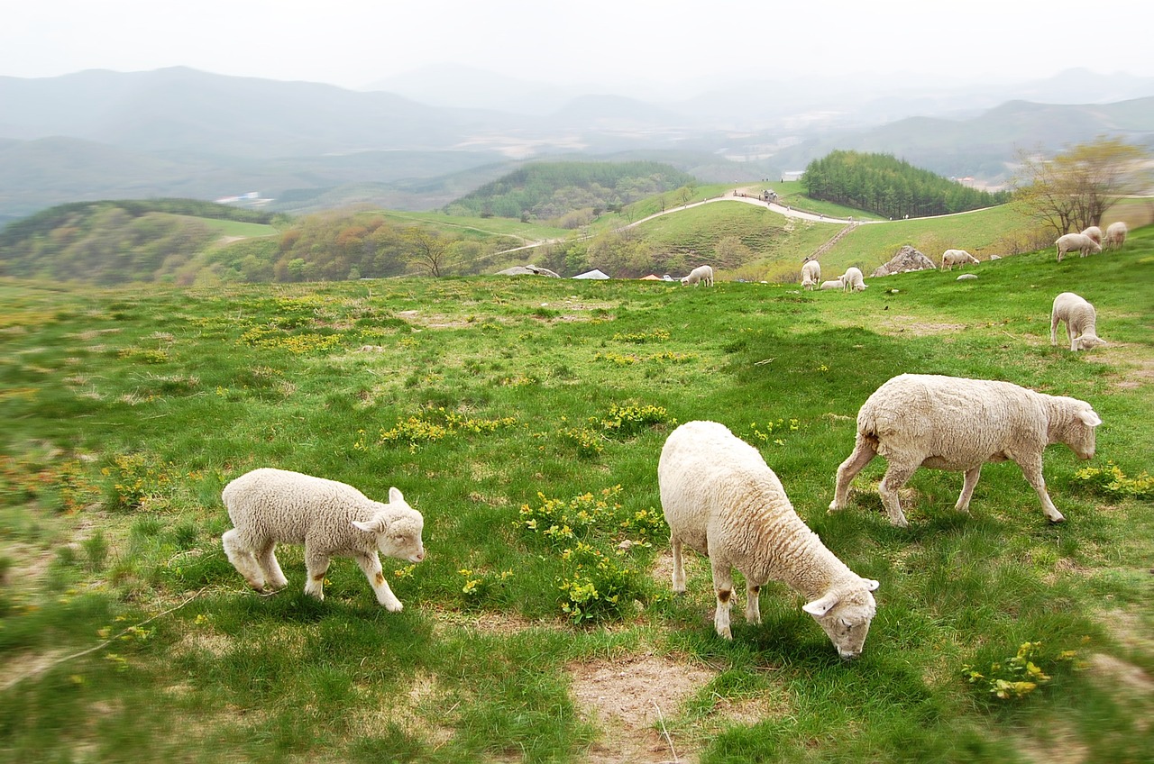 cattle ranch yang lamb free photo