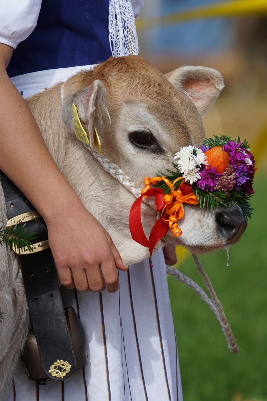 cattle show customs appenzellerland free photo