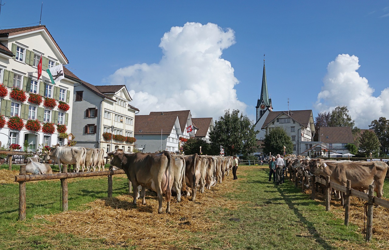 cattle show customs appenzellerland free photo