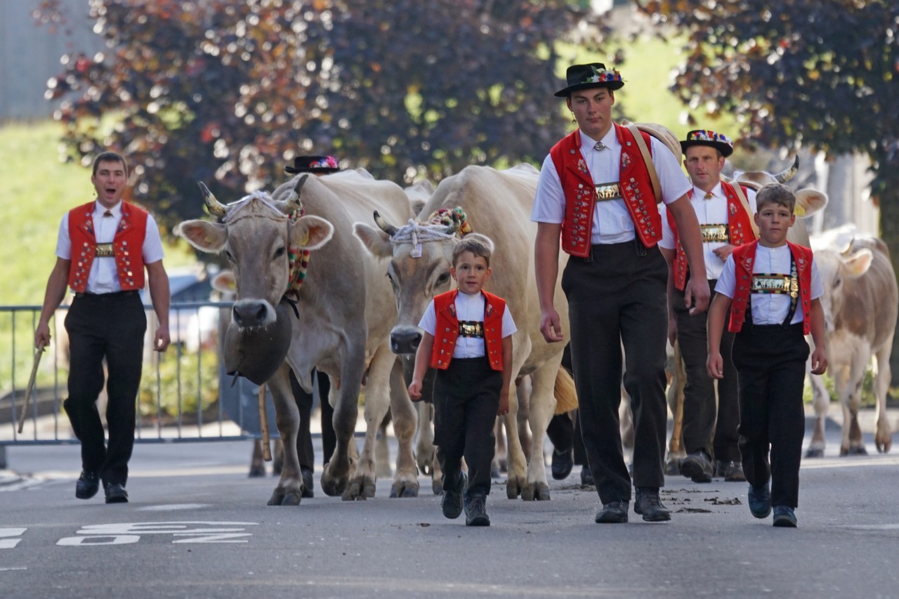 cattle show appenzell village free photo