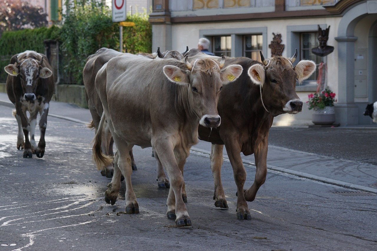 cattle show appenzell village free photo