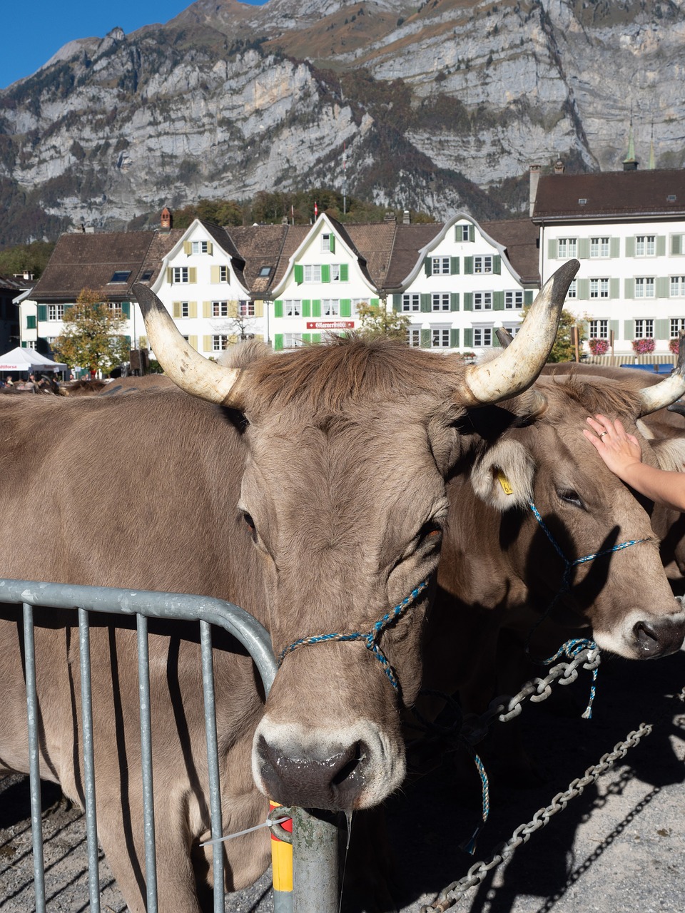 cattle show  cattle market  cows free photo