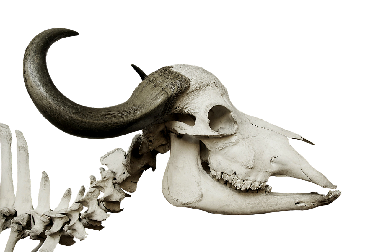 cattle skull skull african buffalo free photo