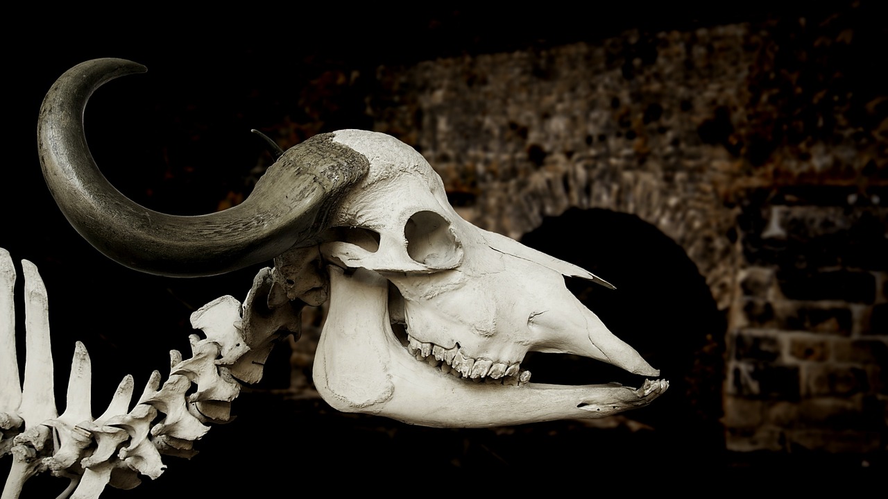 cattle skull skull african buffalo free photo