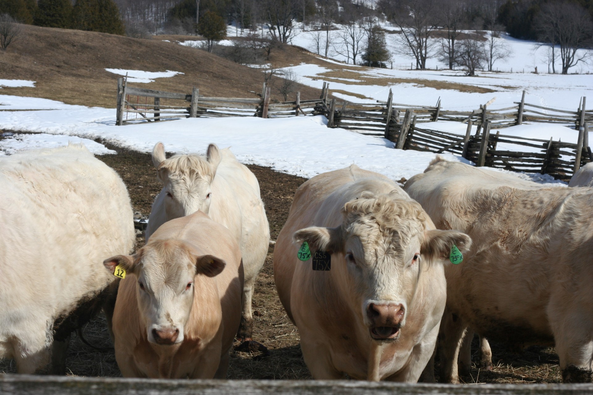 cattle field winter free photo