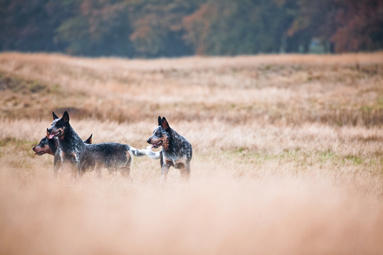 cattledogs wild nature free photo