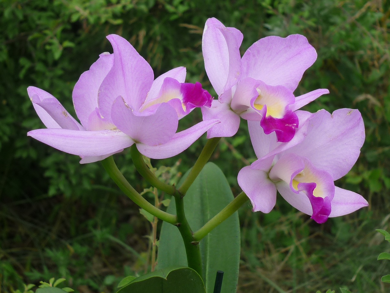 cattleya orchid flower free photo