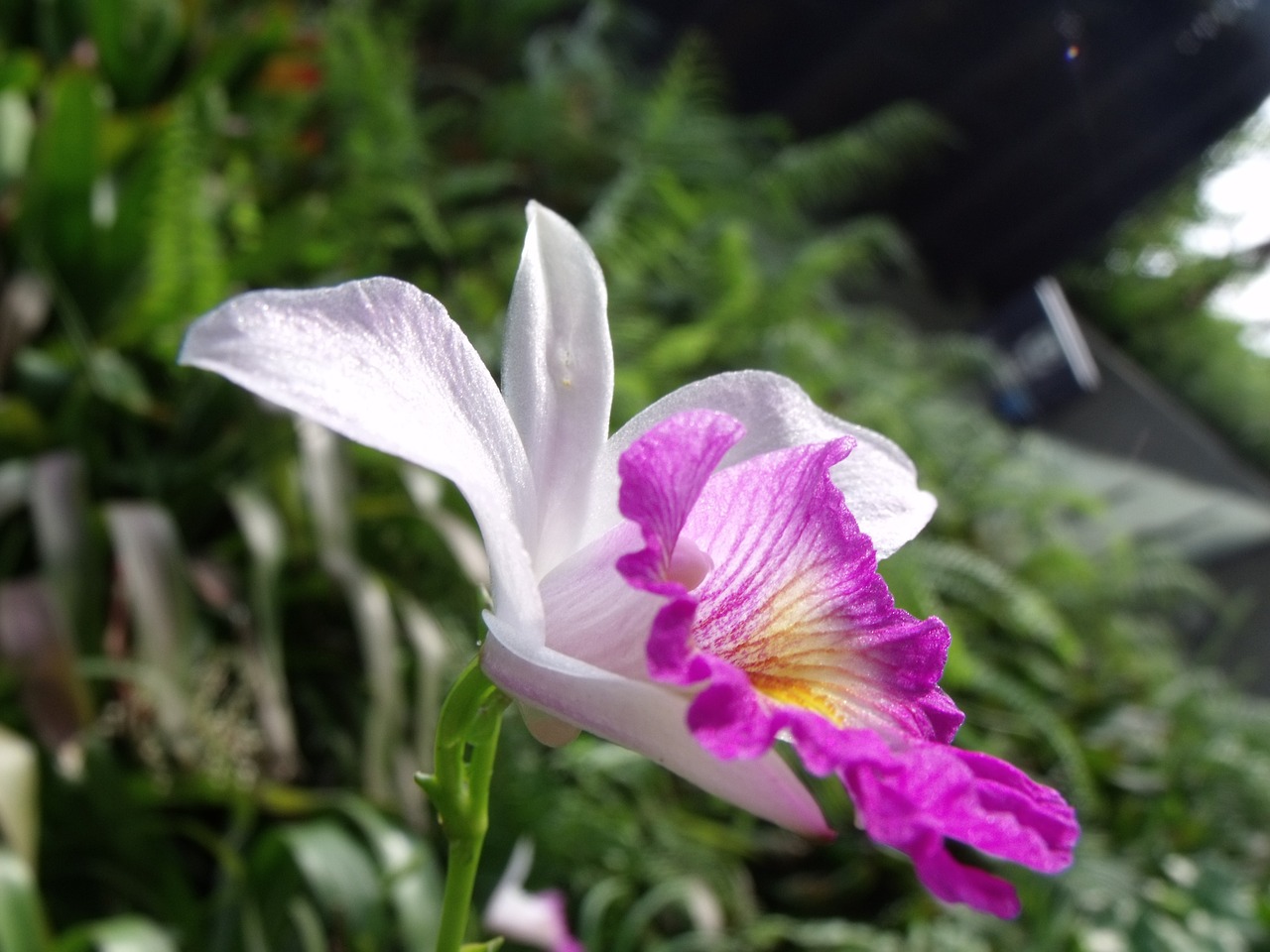 cattleya orchid flowers free photo