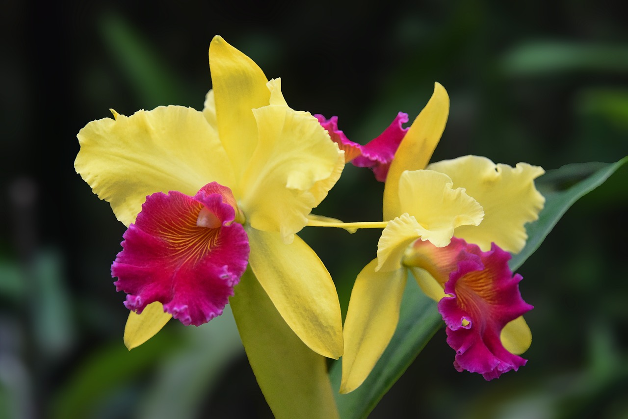 cattleya orchid plant free photo
