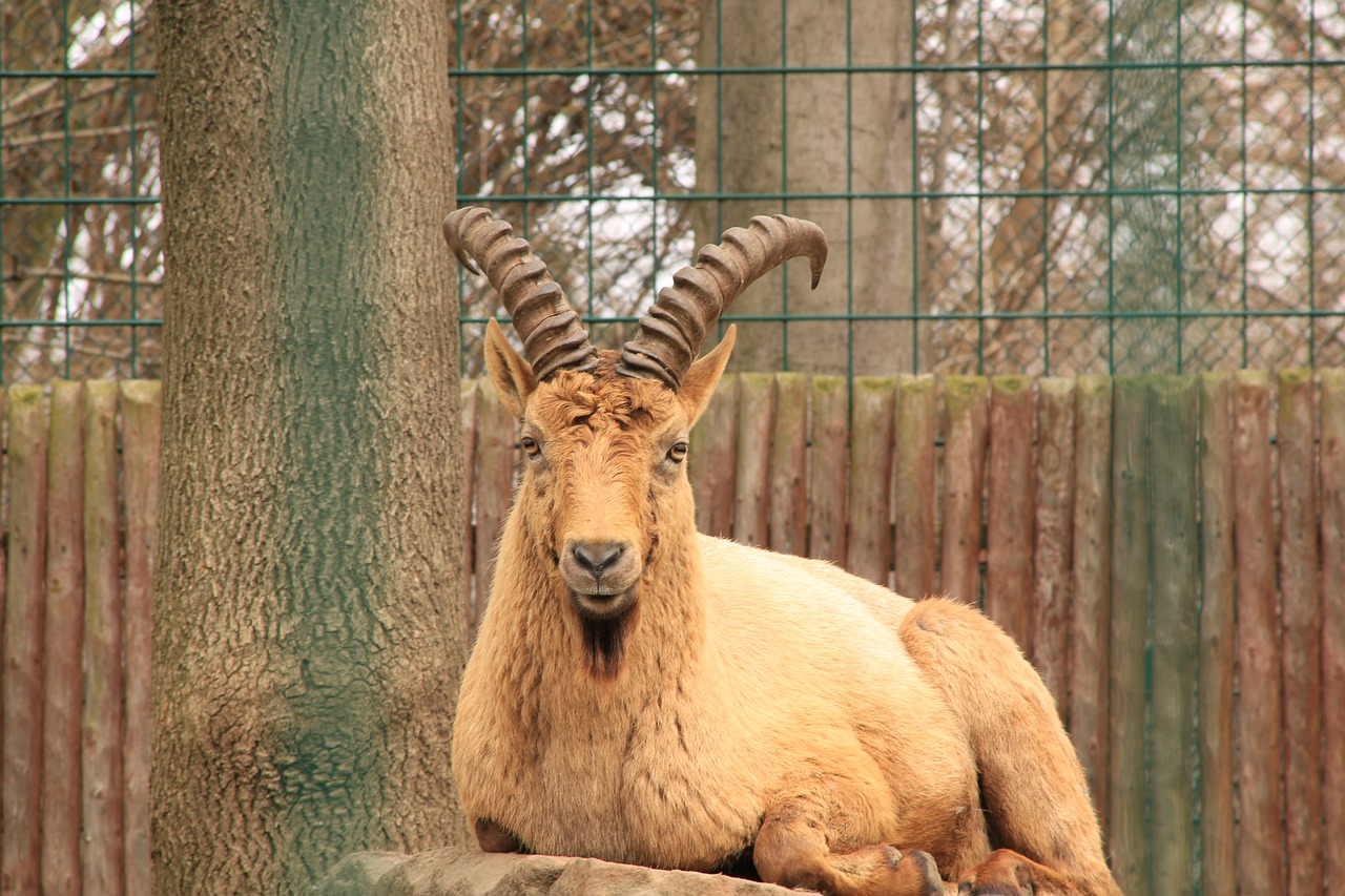 caucasian ibex capricorn caucasus free photo